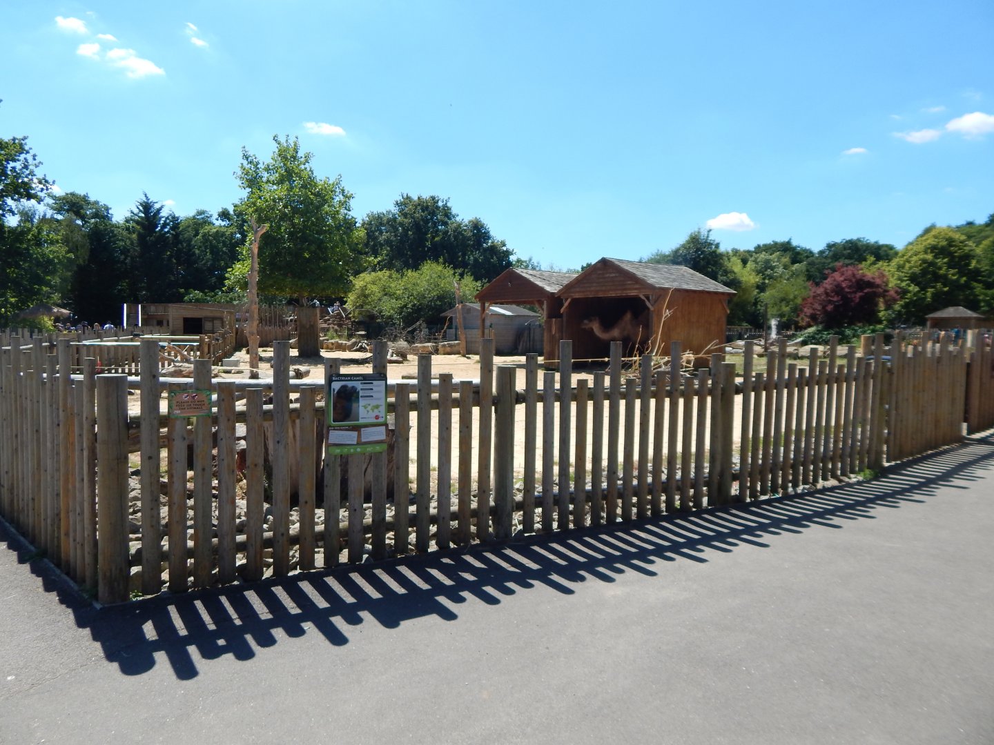 Bactrian camel enclosure 100722