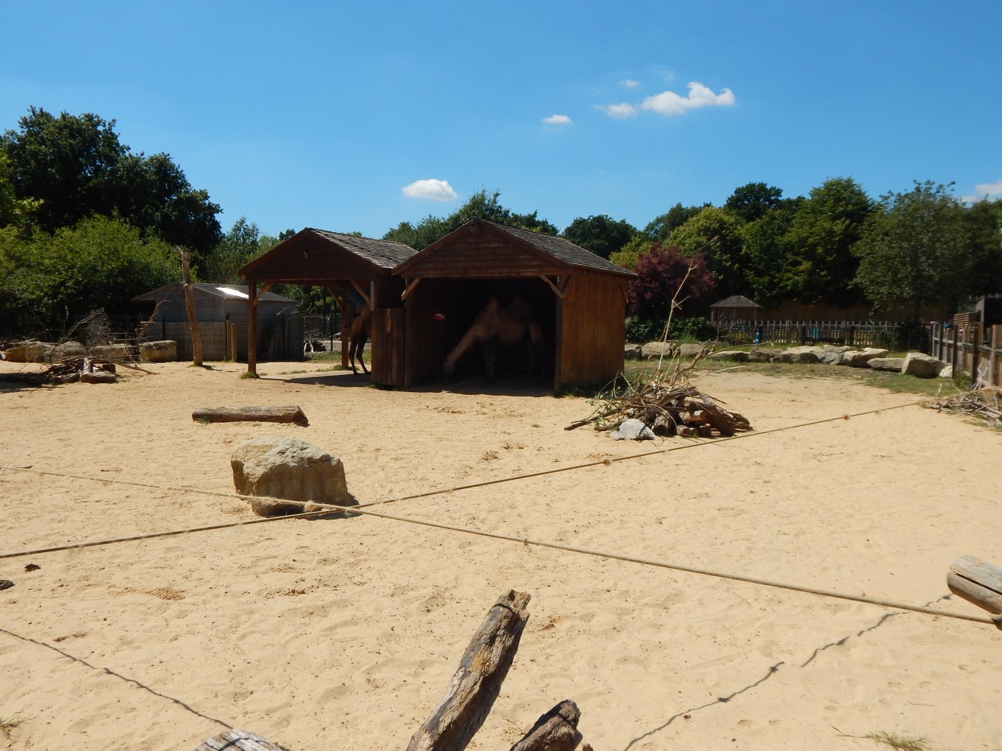 Bactrian camel enclosure 100722