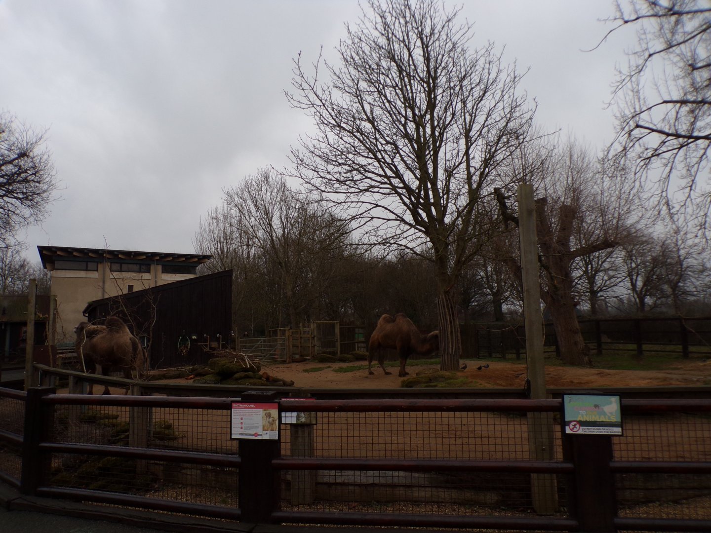 Bactrian camel enclosure 11.2.25