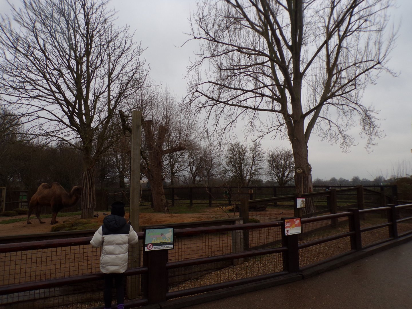 Bactrian camel enclosure 11.2.25