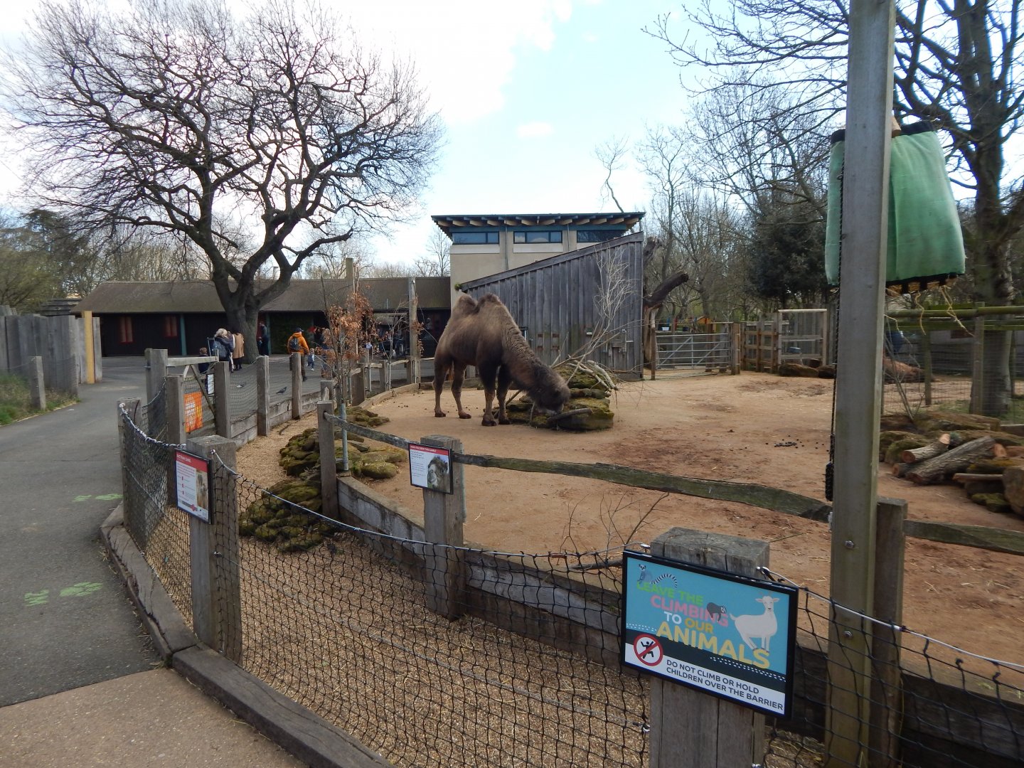 Bactrian camel enclosure 180322