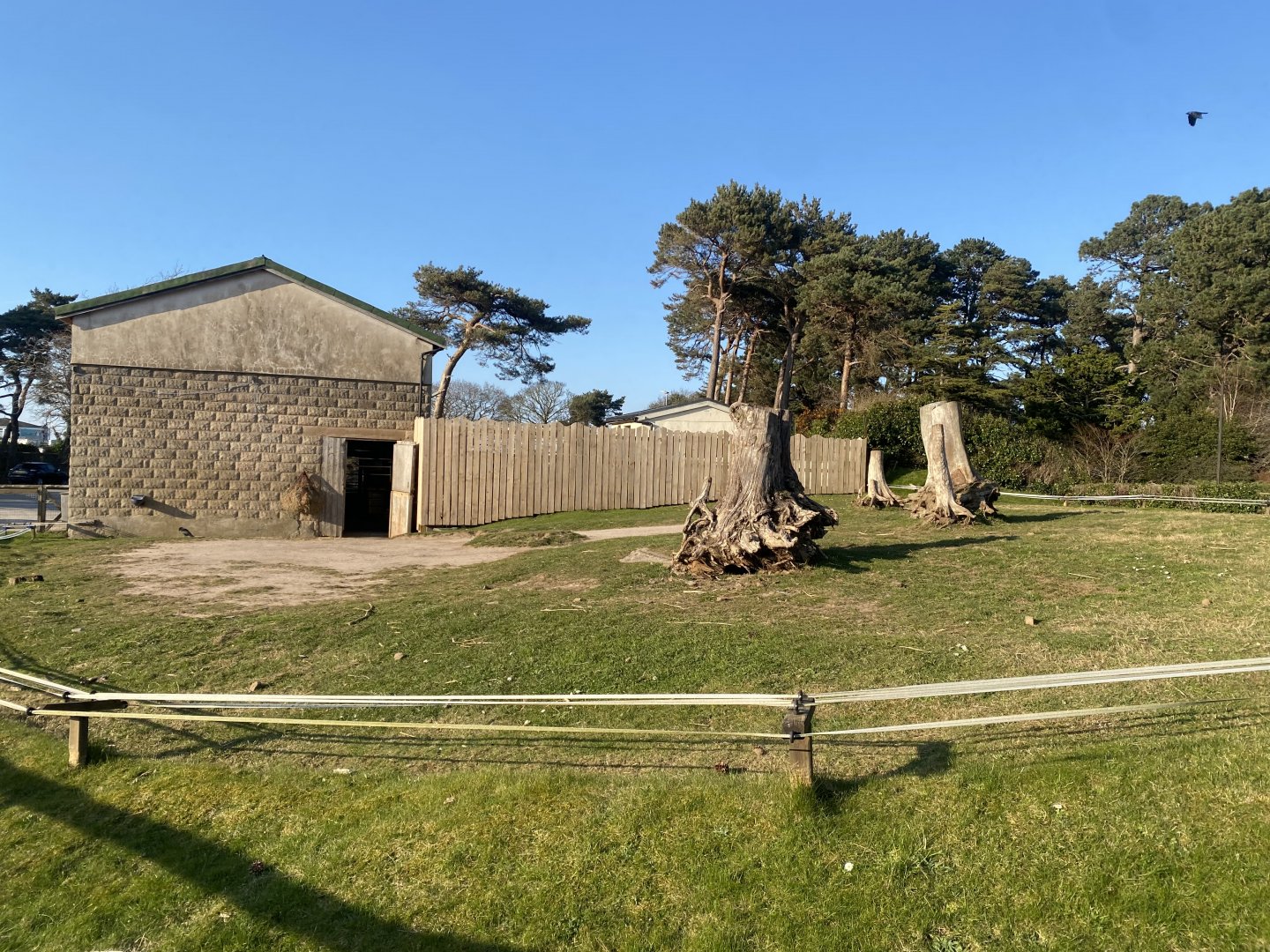Bactrian camel enclosure 190325