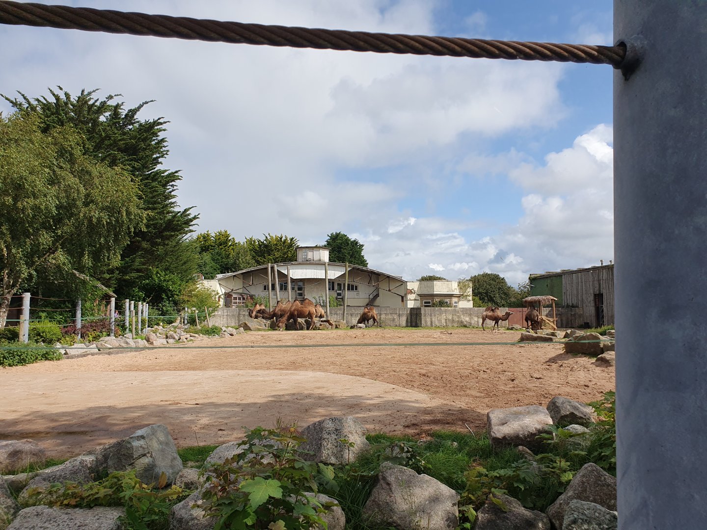 Bactrian Camel enclosure 25/8/23