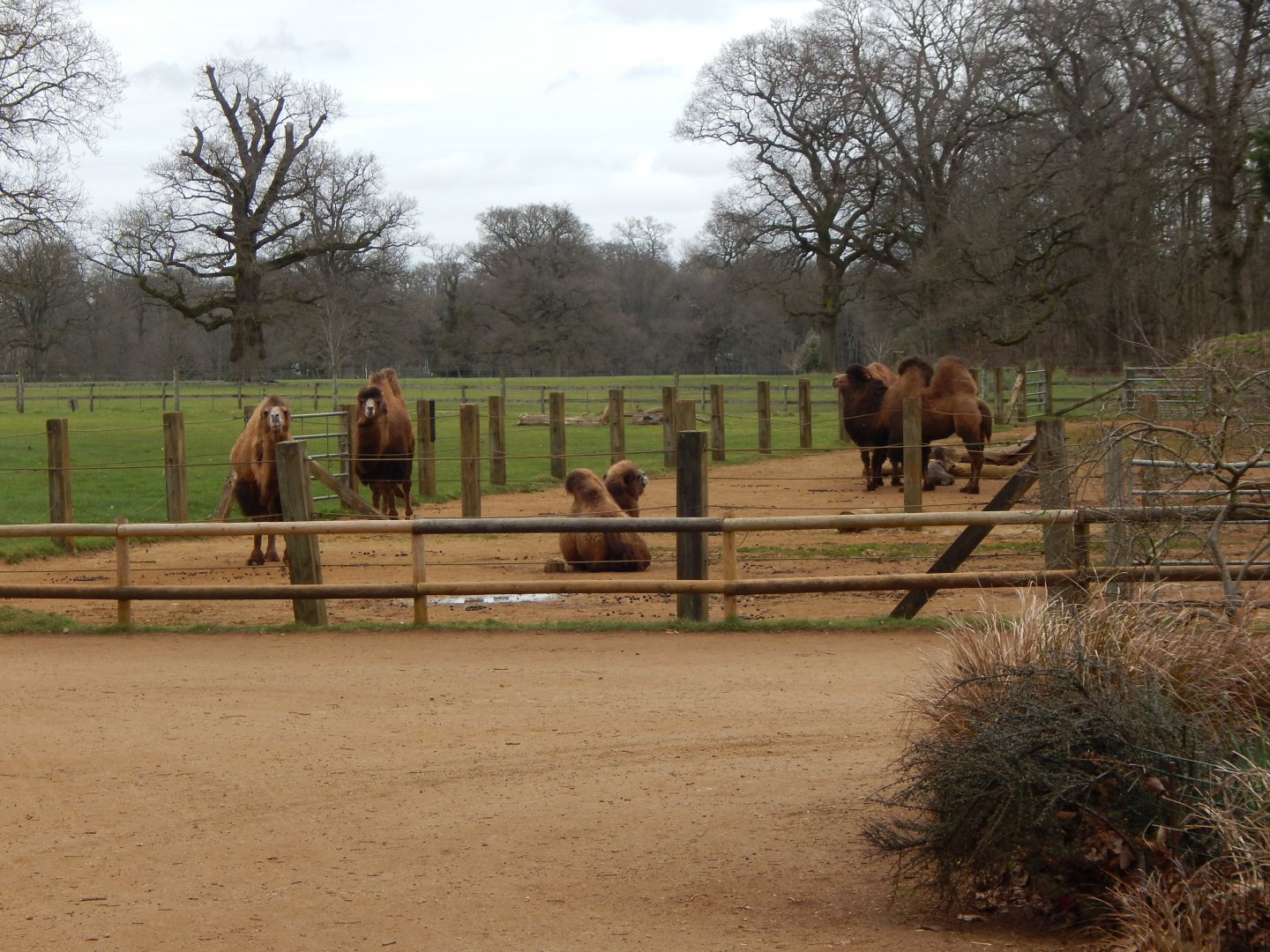 Bactrian camel enclosure 280222