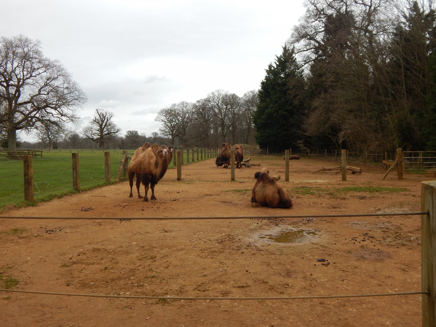 Bactrian camel enclosure 280222