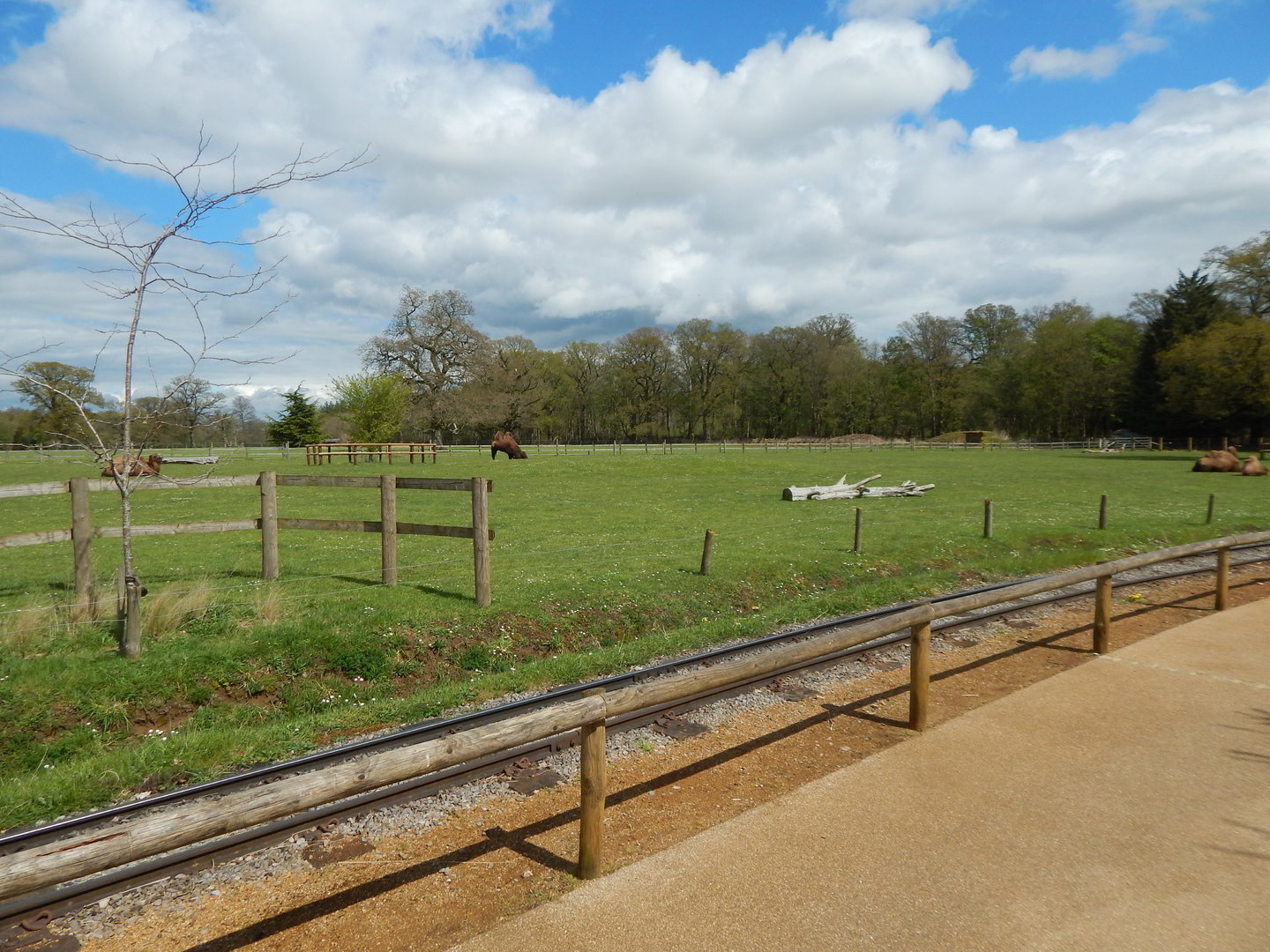 Bactrian camel enclosure 280423