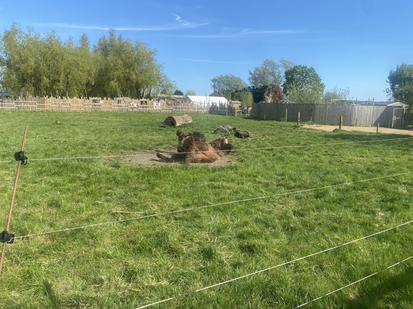 Bactrian camel enclosure 280425