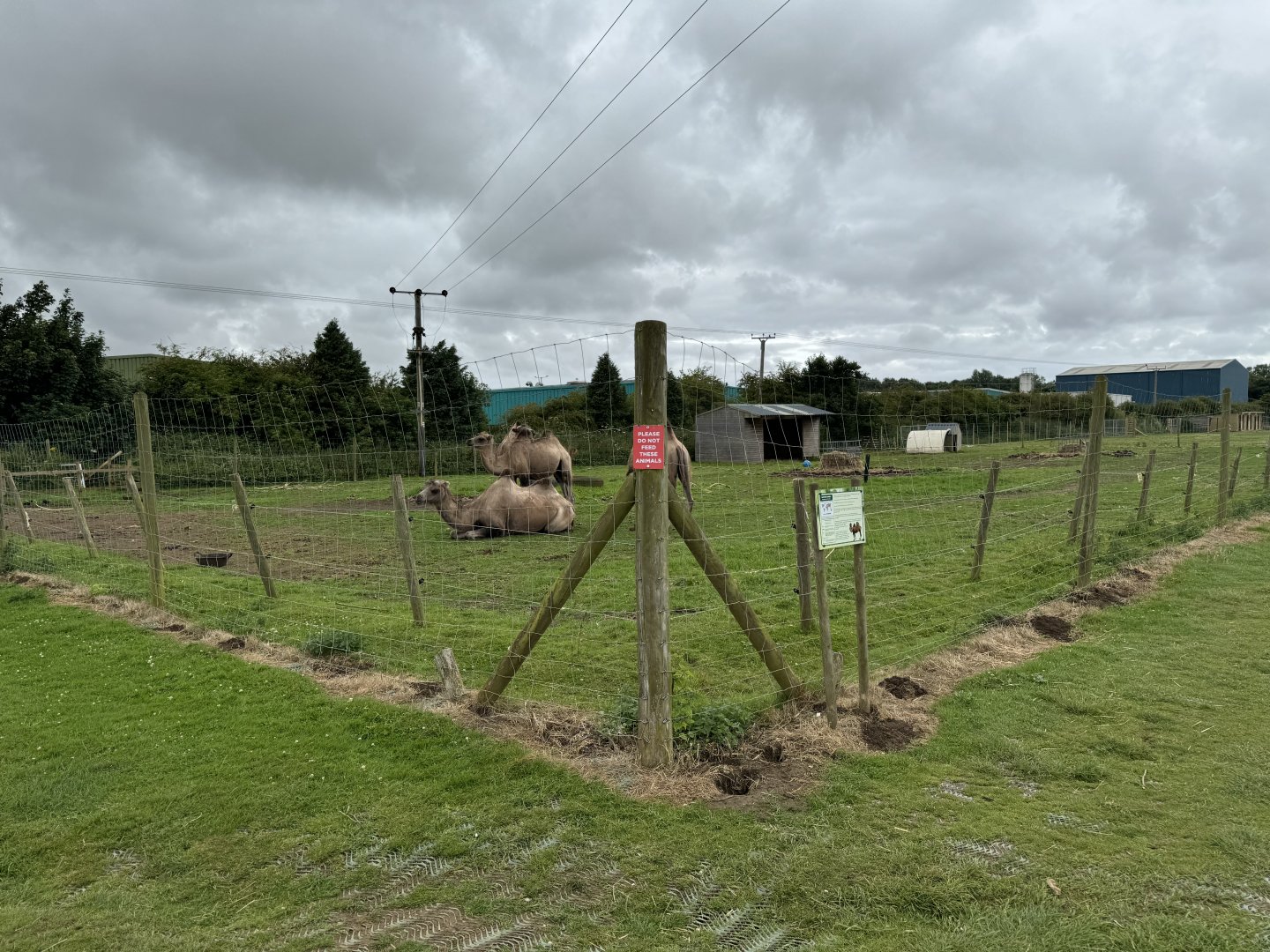 Bactrian Camel Enclosure at Bridlington Animal Park (July 2024)