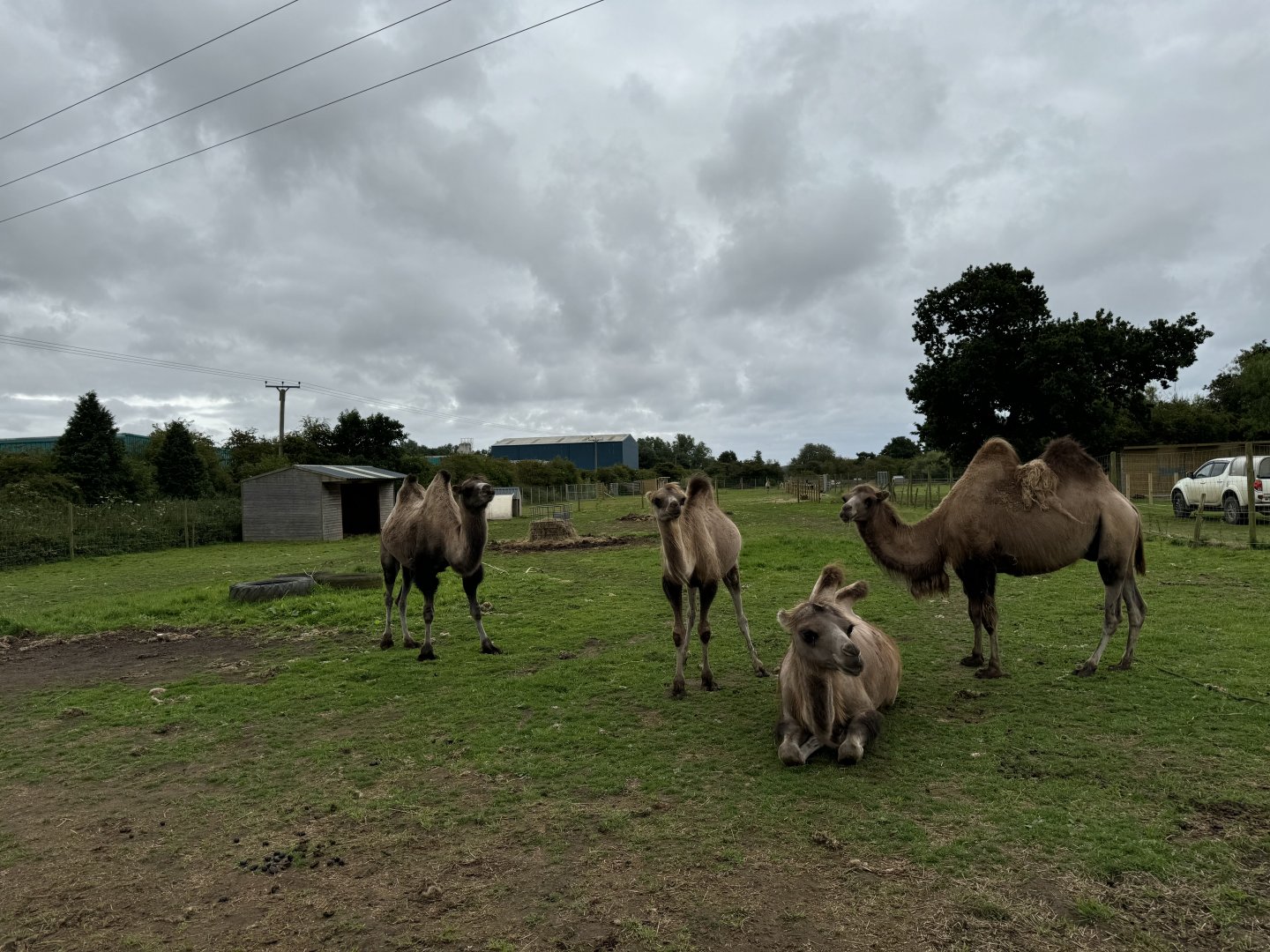 Bactrian Camel Enclosure at Bridlington Animal Park (July 2024)