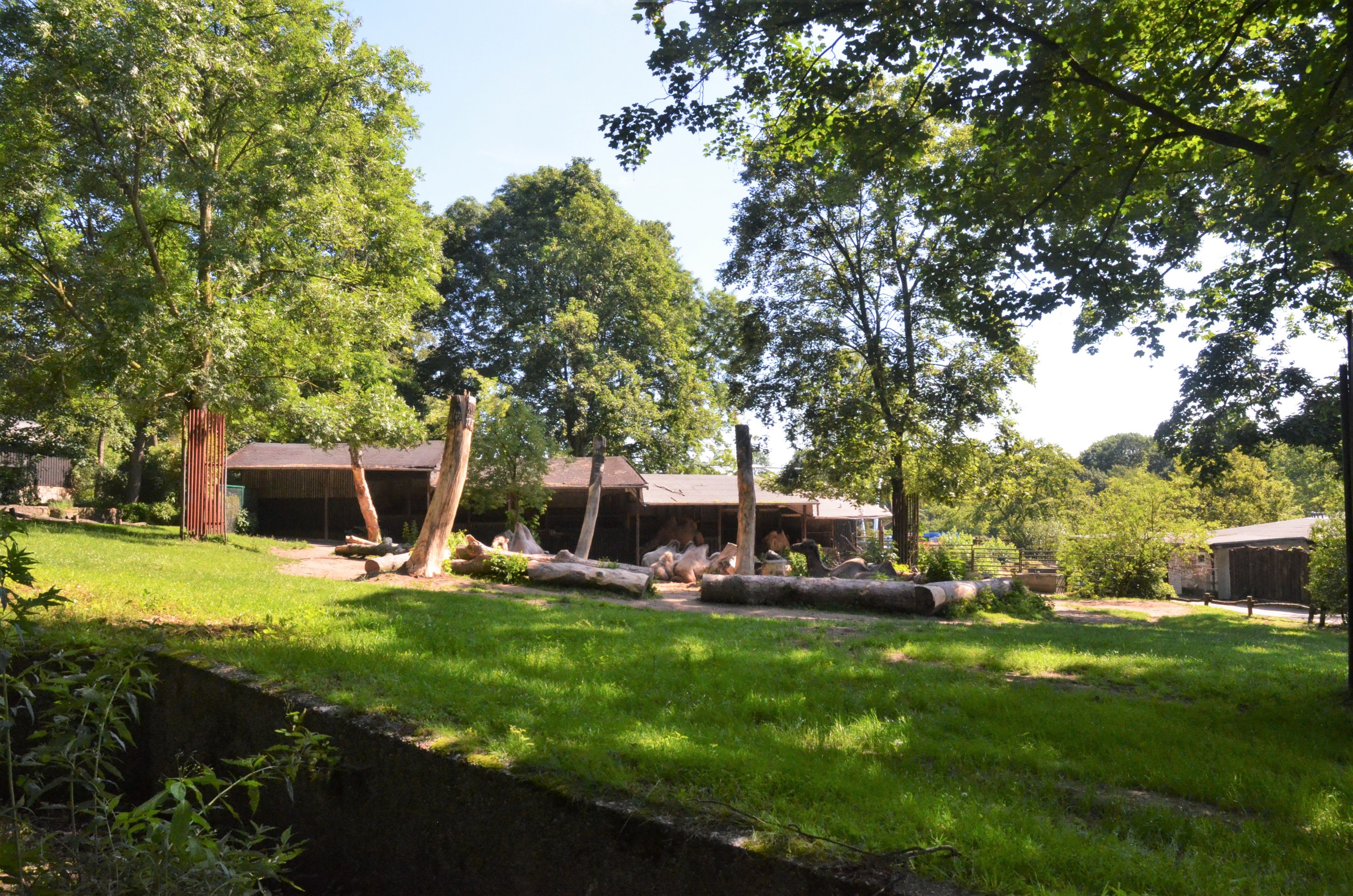 Bactrian Camel Enclosure at Duisburg, 17/06/19
