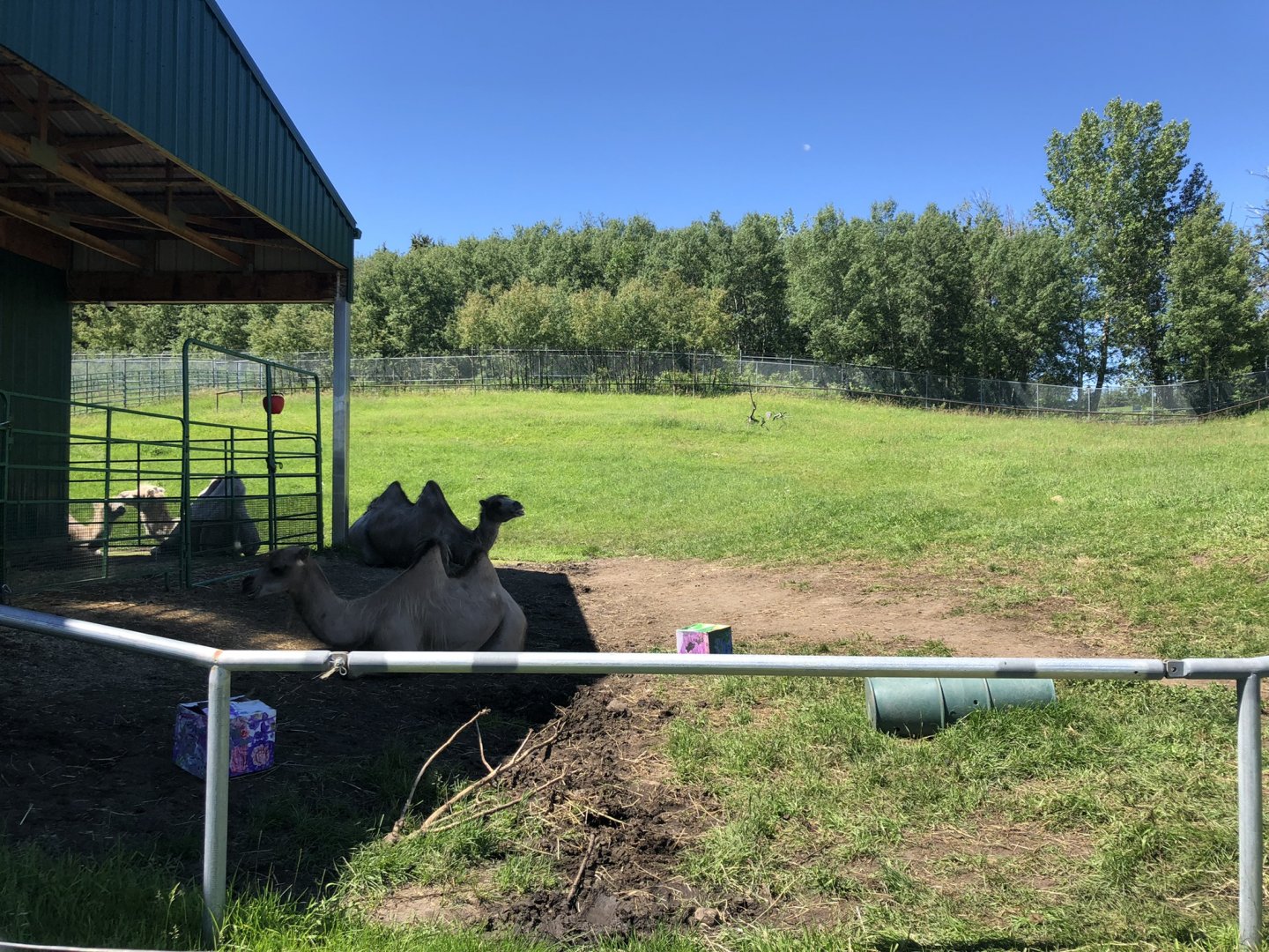 Bactrian Camel Enclosure at Edmonton Valley Zoo (July 2022)
