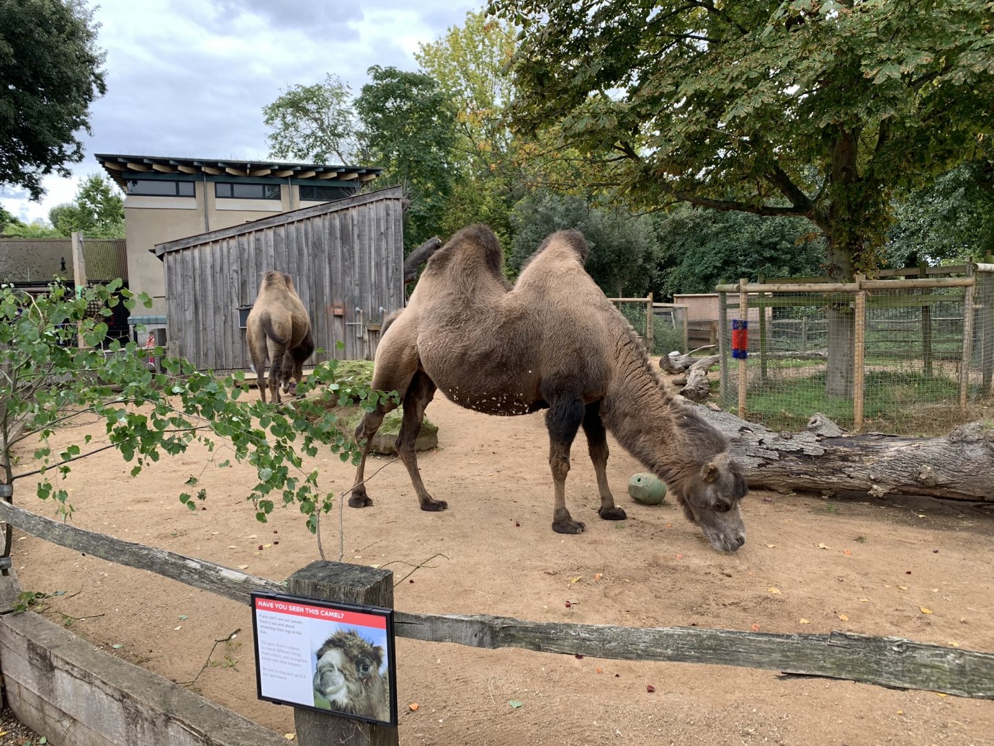 Bactrian Camel Enclosure at London Zoo (2019)