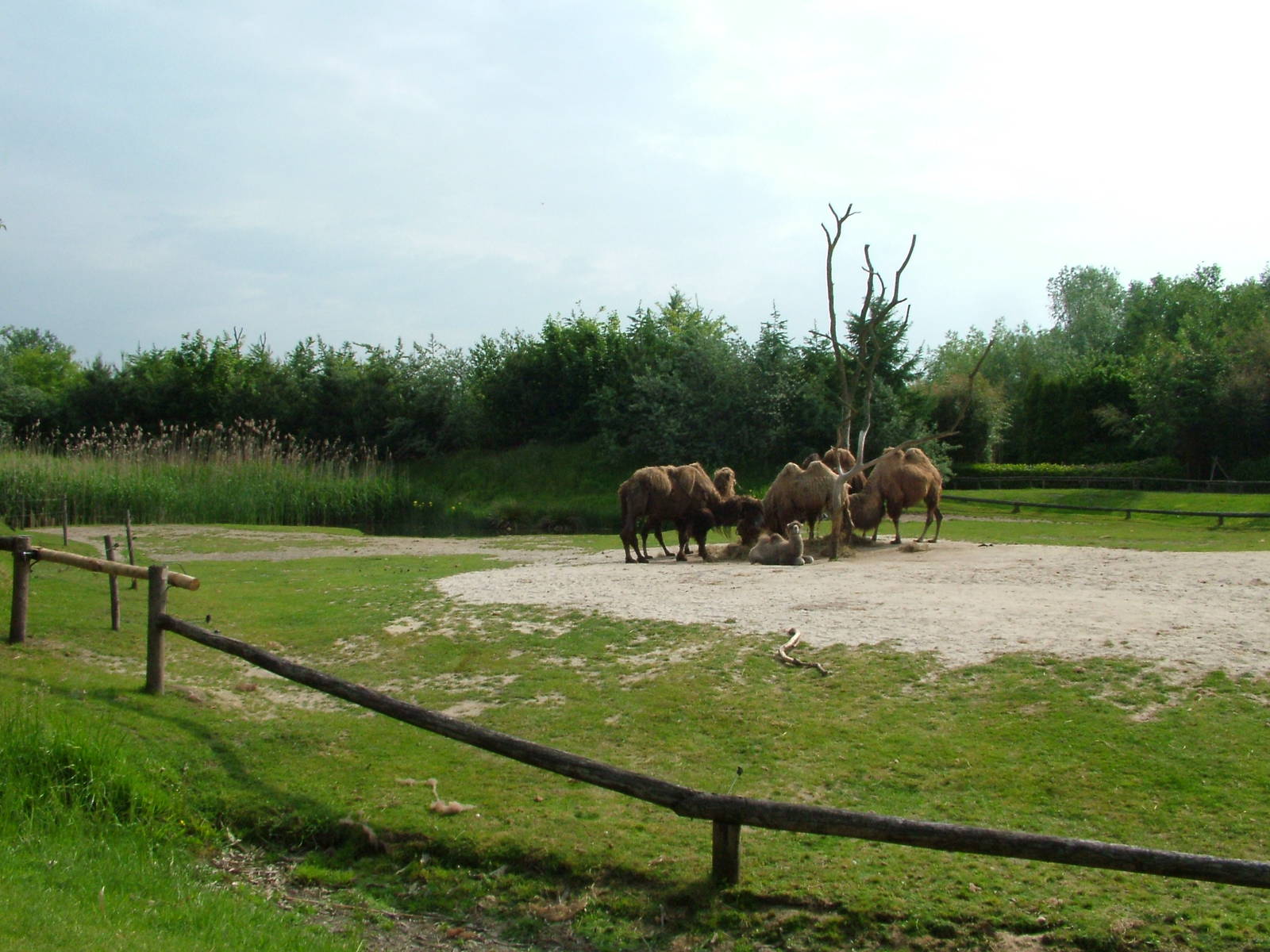 Bactrian Camel enclosure at Overloon 14/05/09