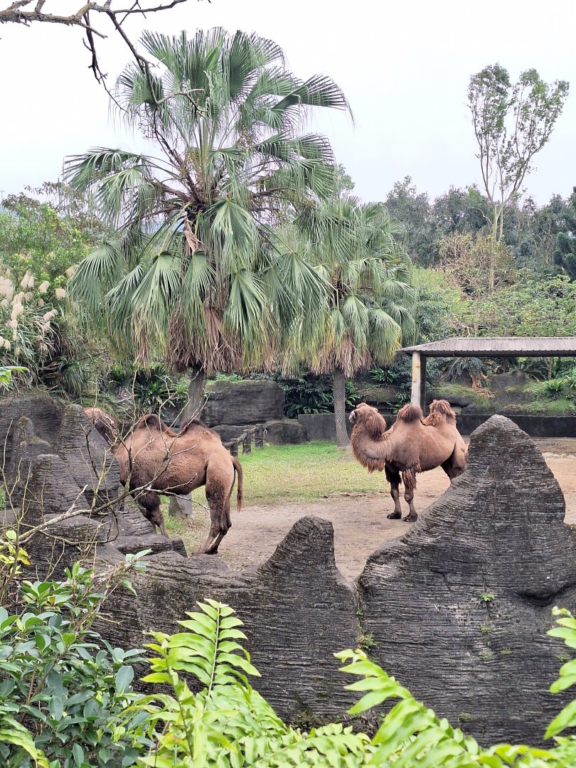 Bactrian Camel Enclosure- Desert Animals Area