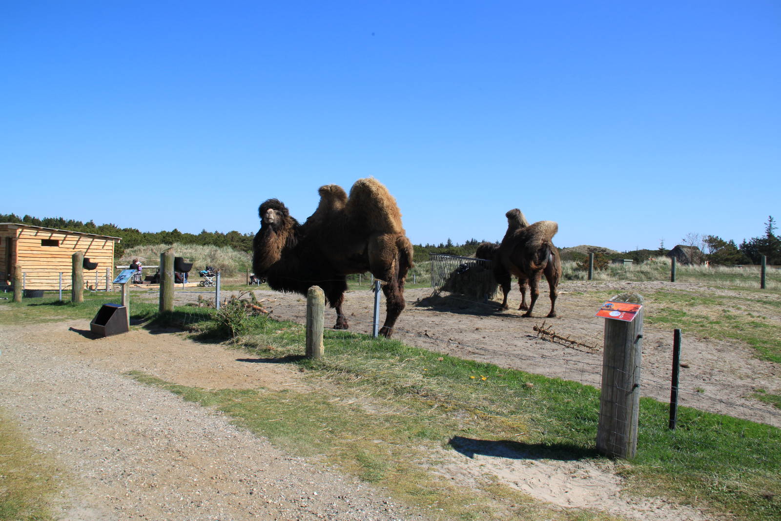 Bactrian Camel Enclosure