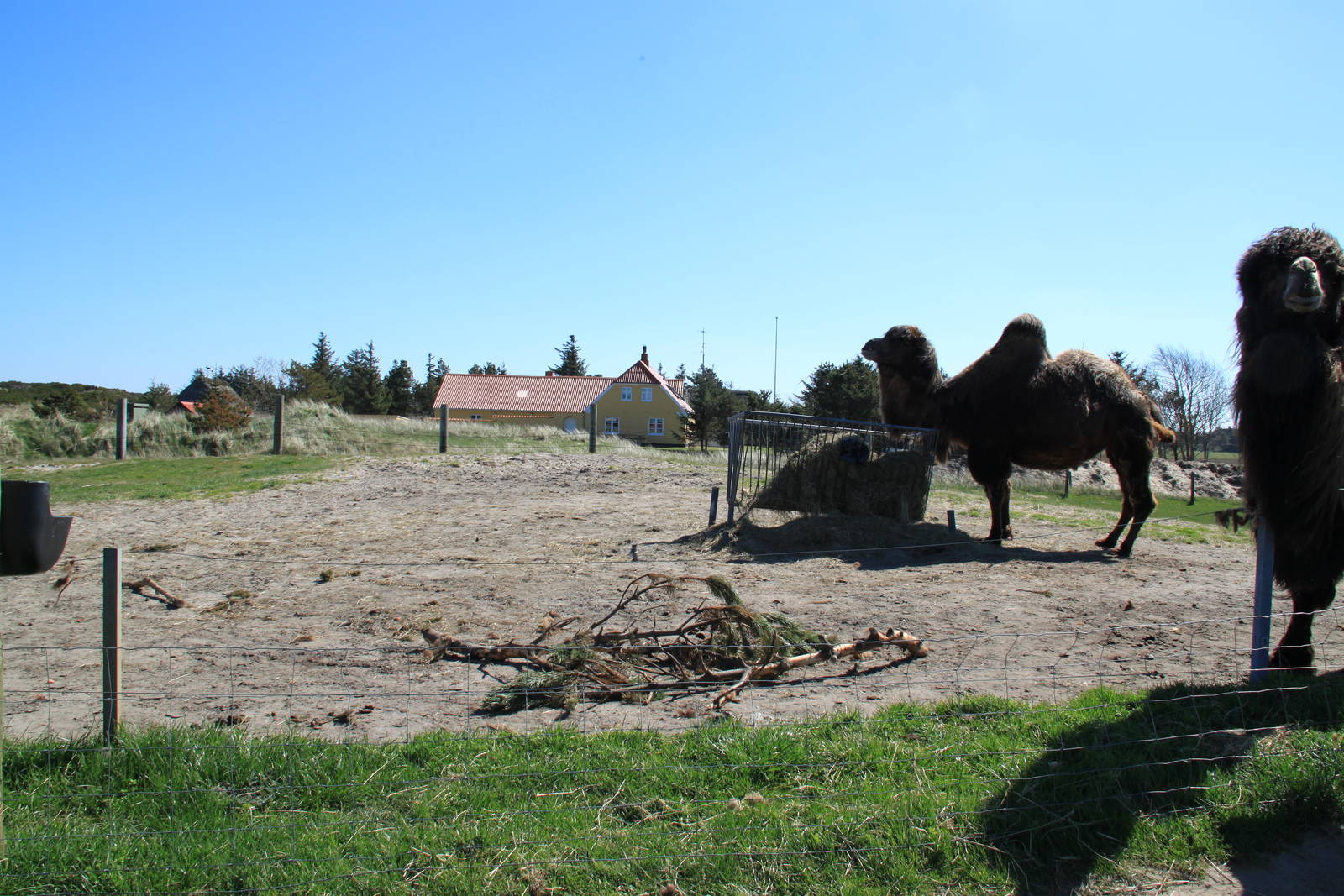 Bactrian Camel Enclosure
