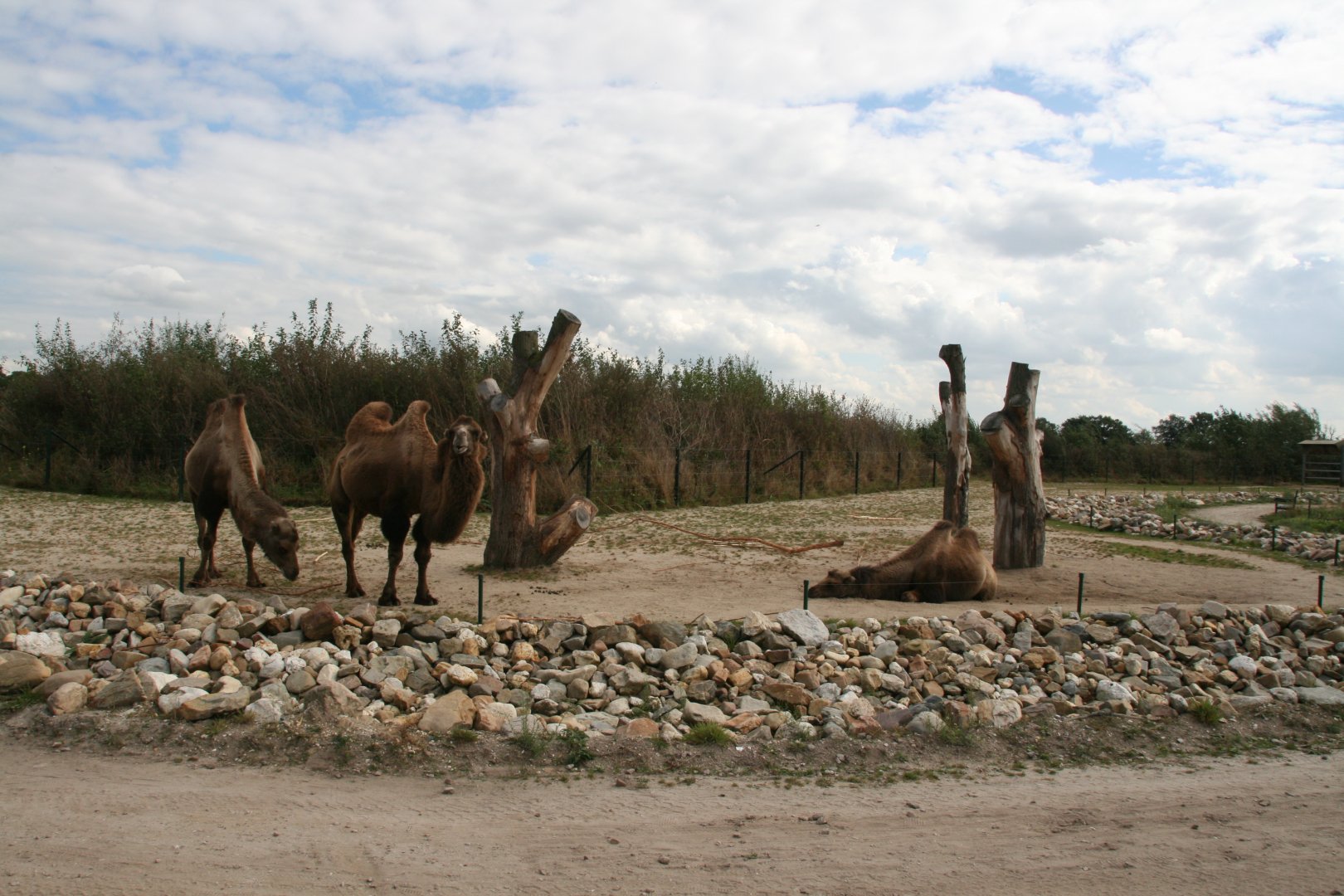 Bactrian camel enclosure