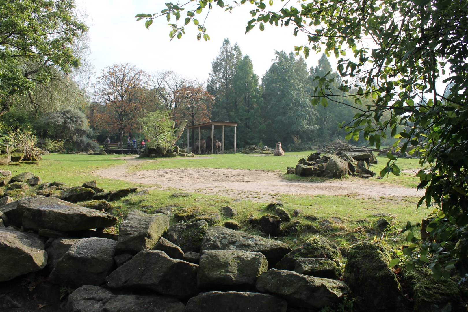 Bactrian camel-enclosure
