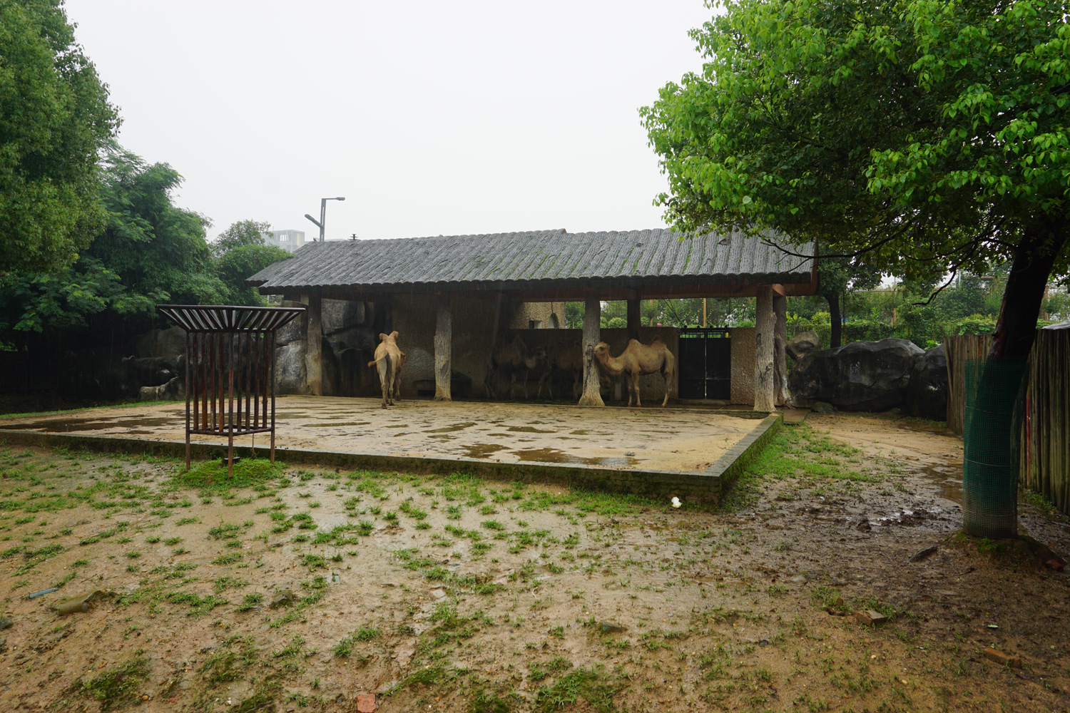 Bactrian camel enclosure