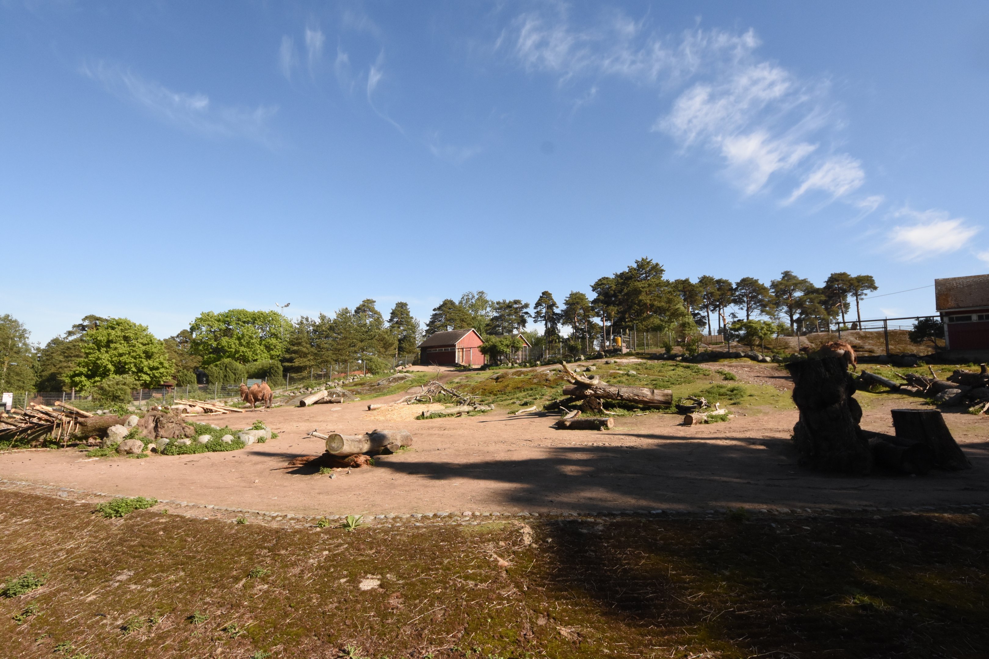 Bactrian camel enclosure