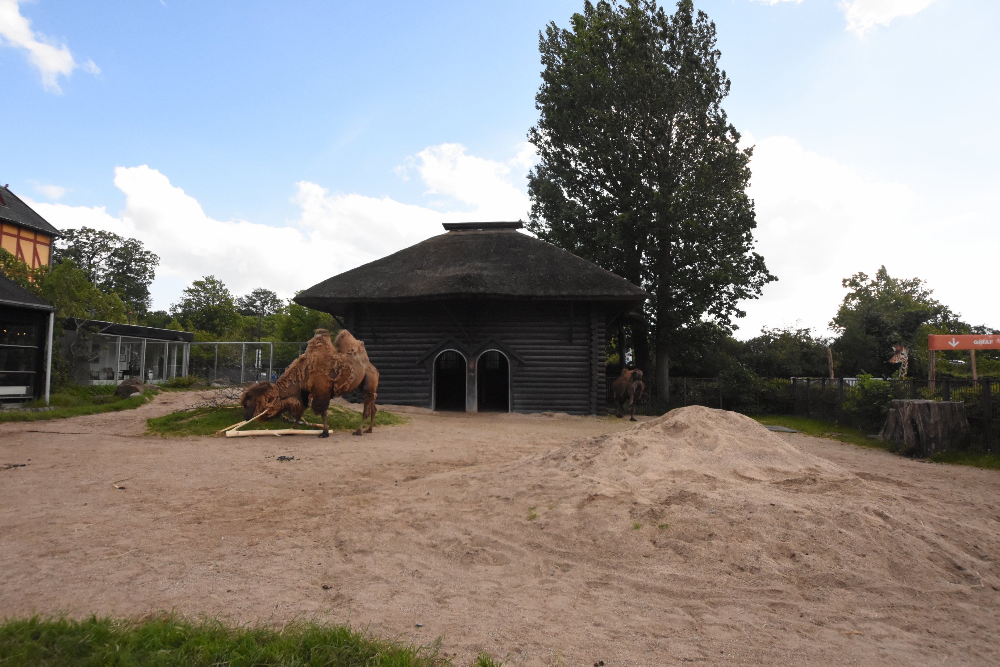 Bactrian camel enclosure