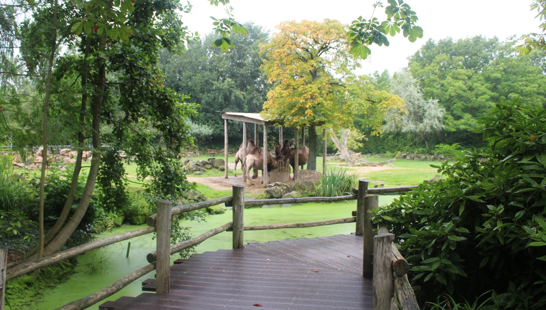 Bactrian camel enclosure