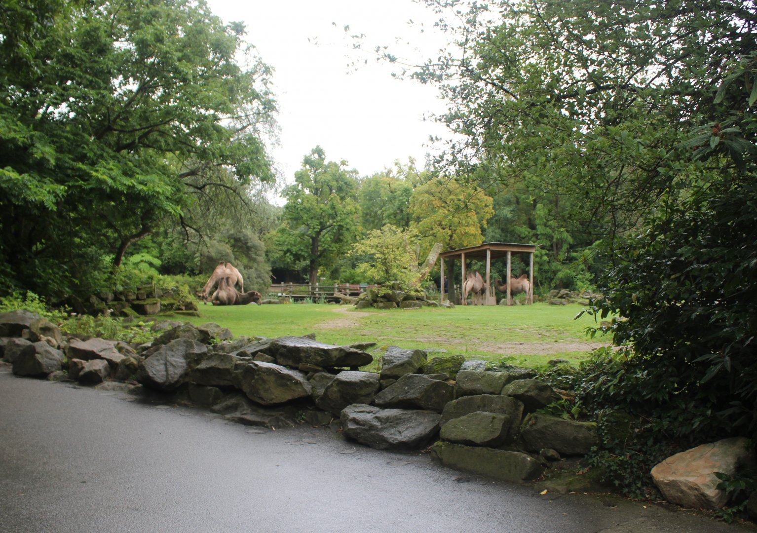 Bactrian camel enclosure