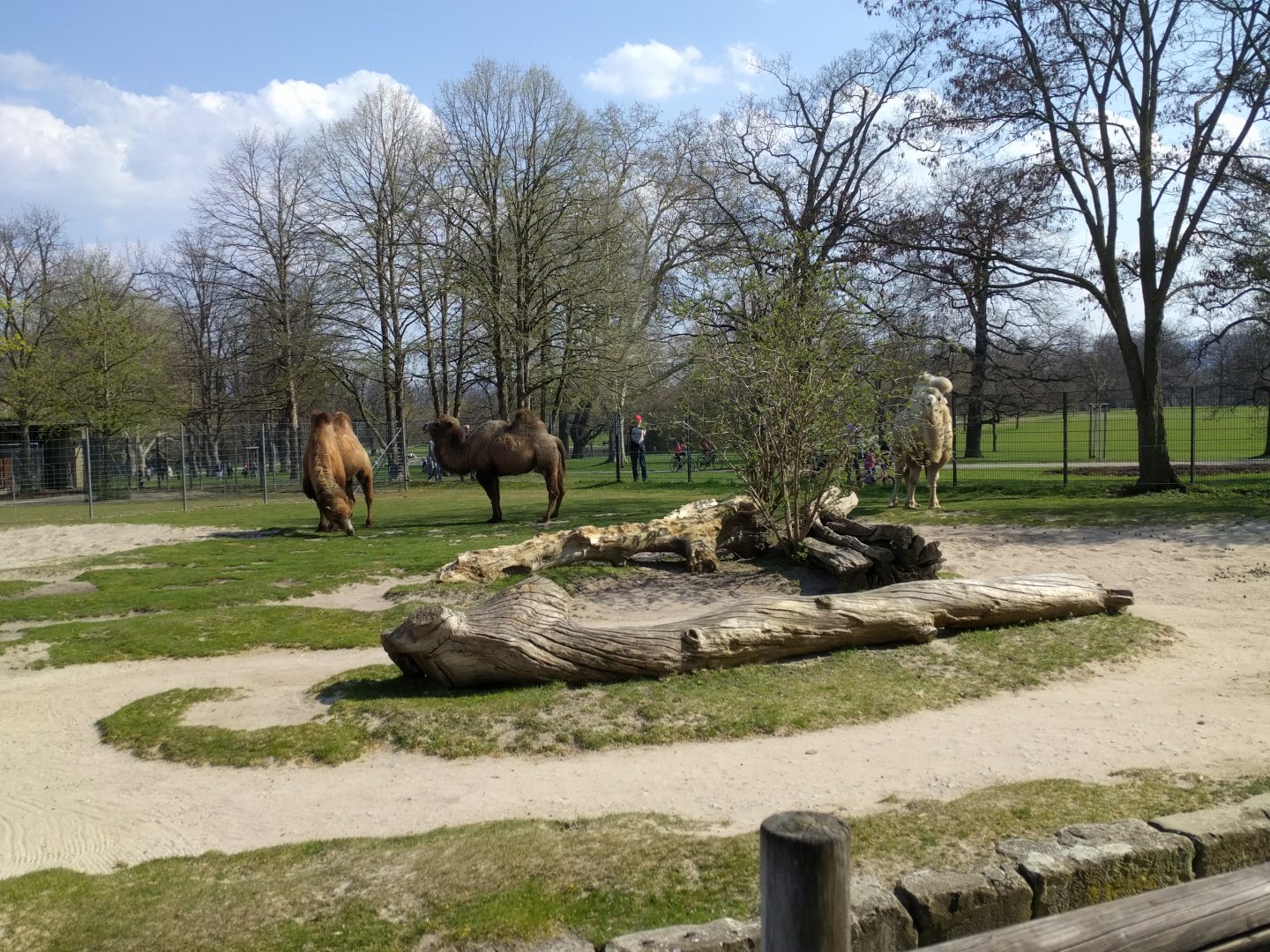 Bactrian Camel Enclosure