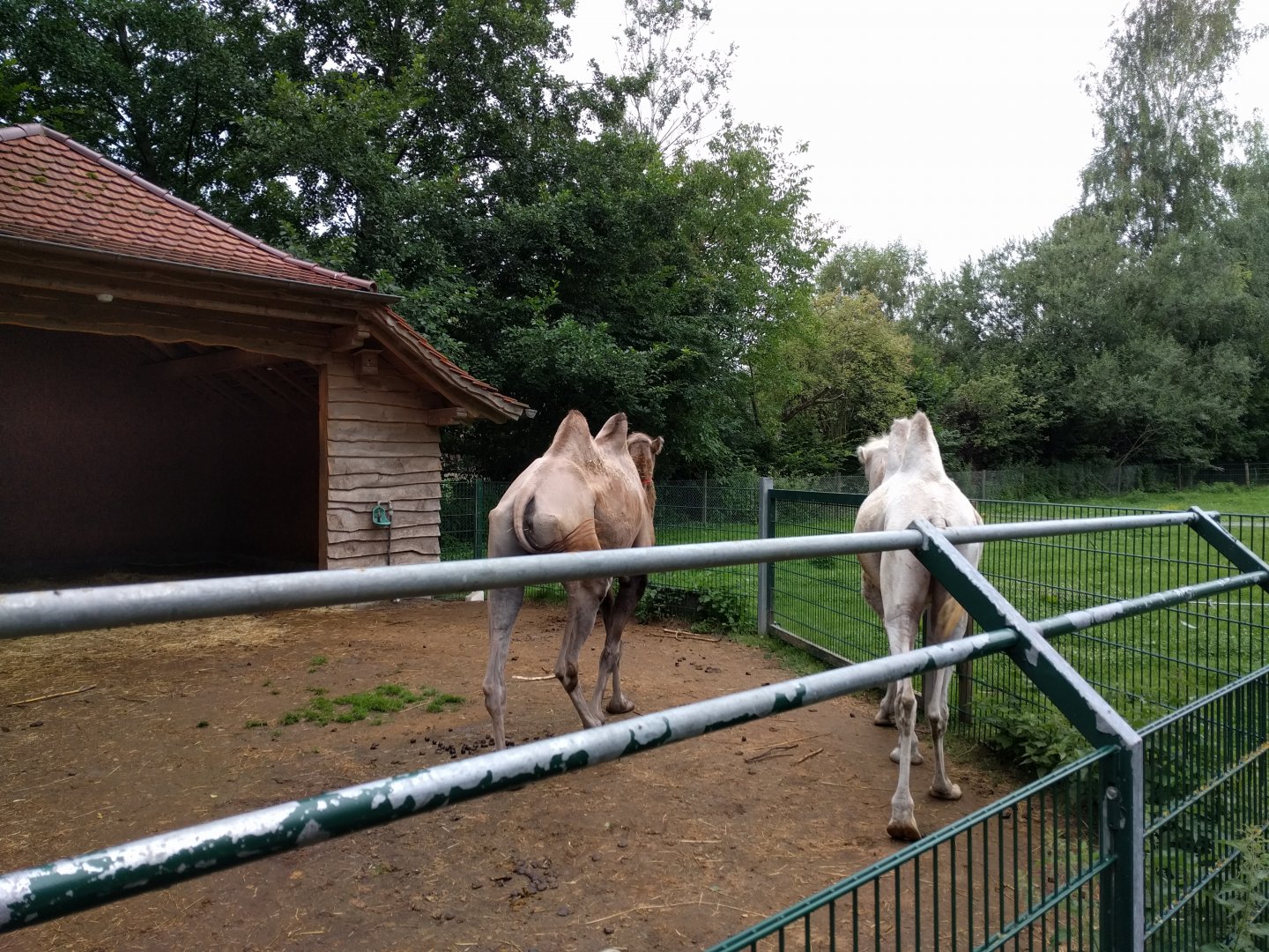 Bactrian Camel Enclosure