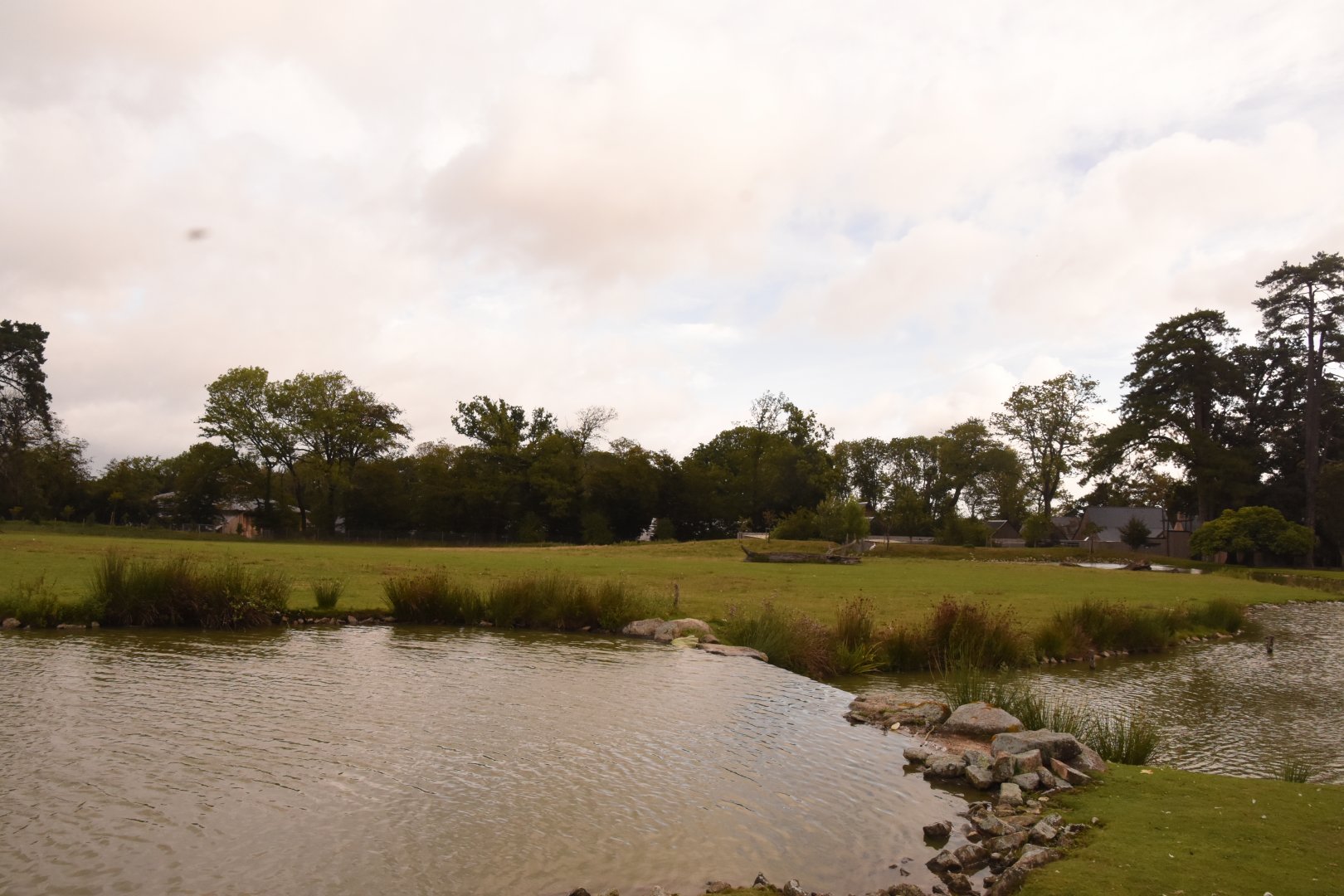 Bactrian Camel enclosure