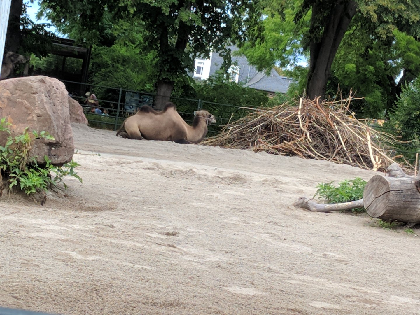 Bactrian Camel Enclosure