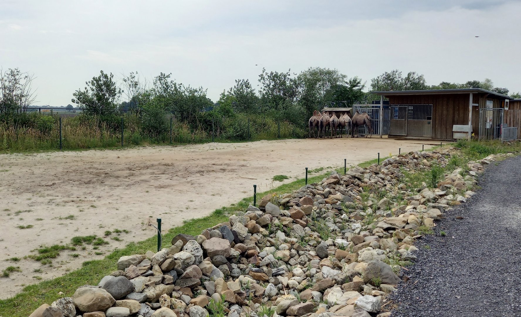 Bactrian camel enclosure