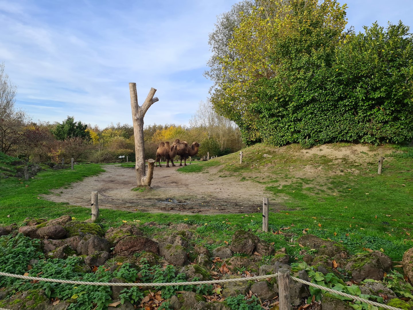 Bactrian camel enclosure