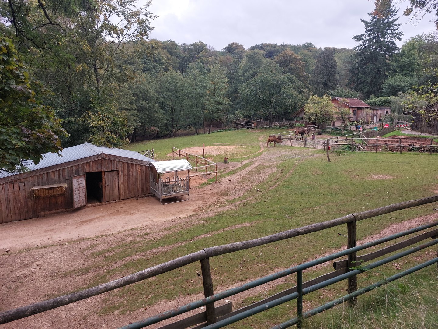 Bactrian camel enclosure