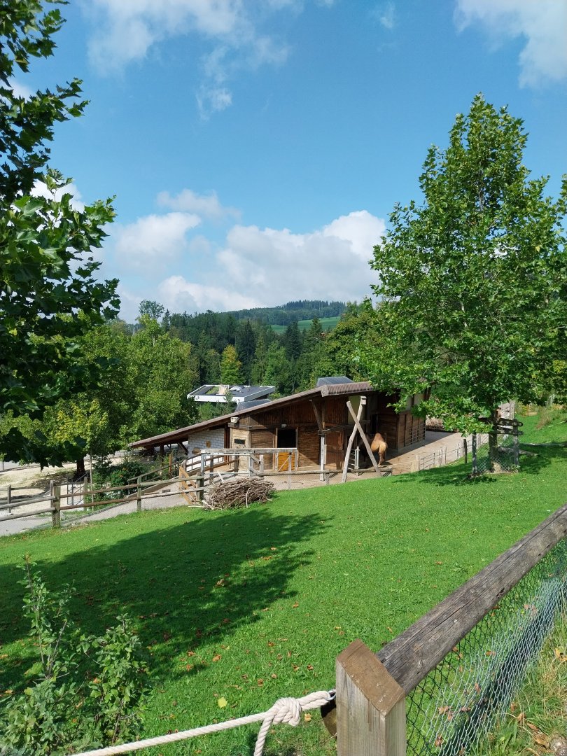 Bactrian camel enclosure