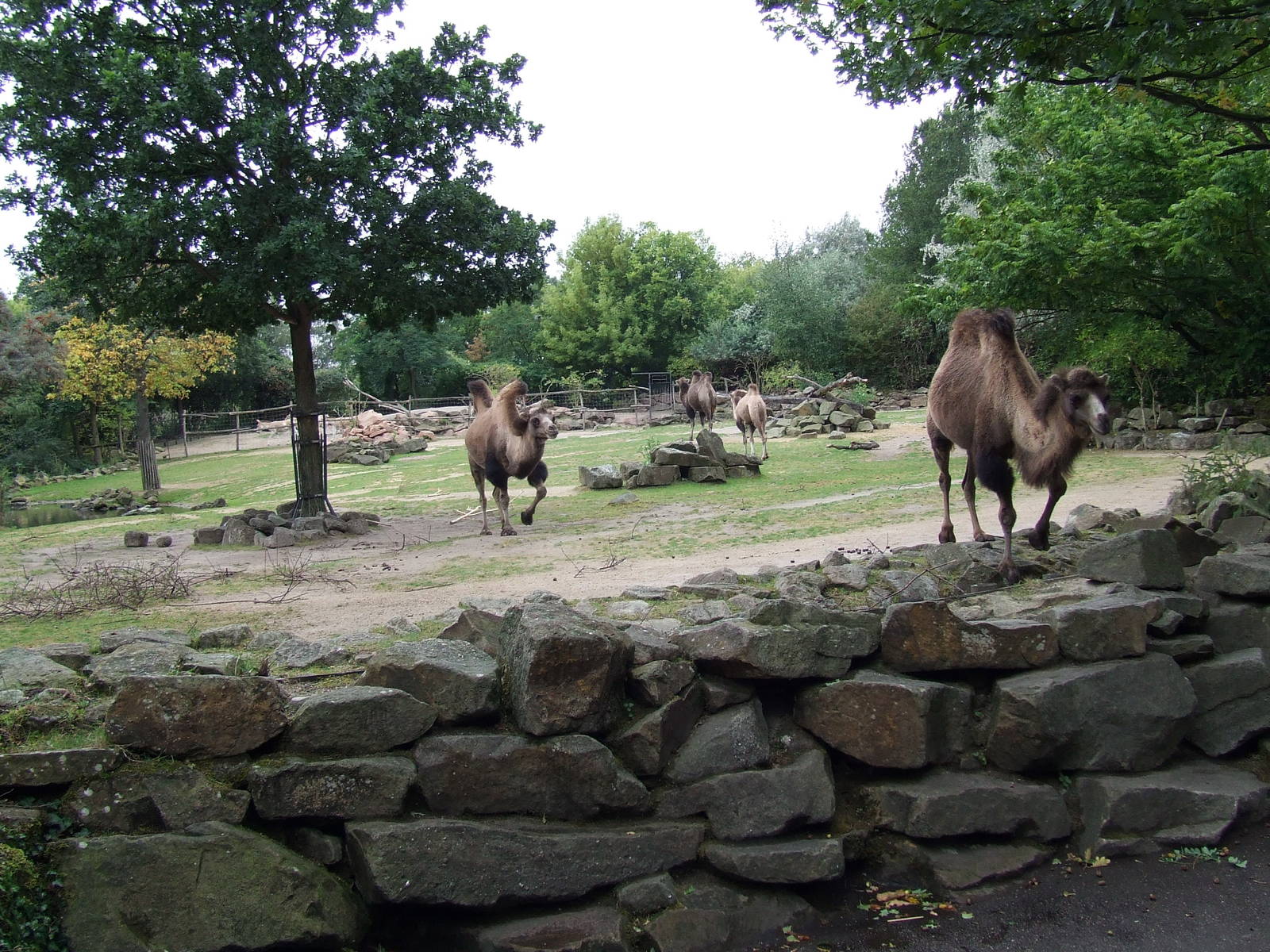 Bactrian Camel enclosure