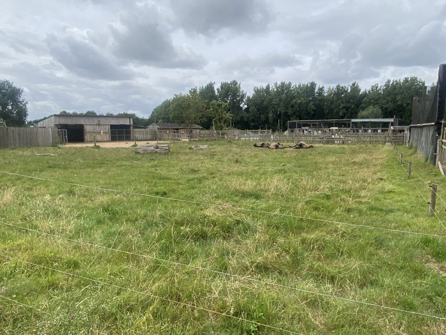 Bactrian camel exhibit 040824