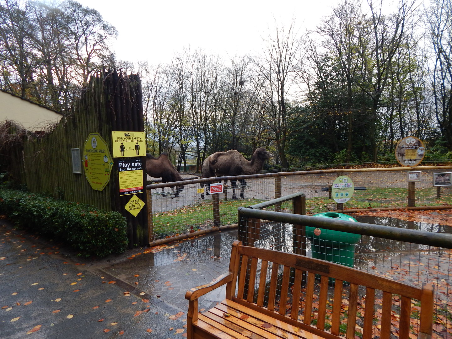 Bactrian camel exhibit 241122