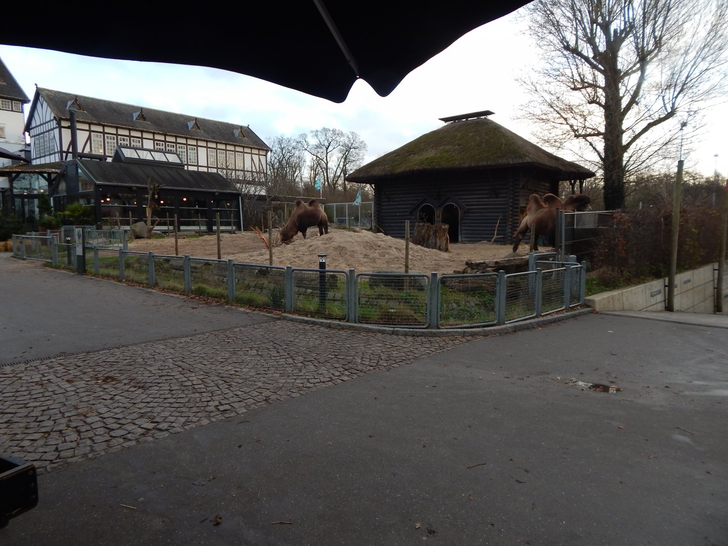 Bactrian camel exhibit 261124