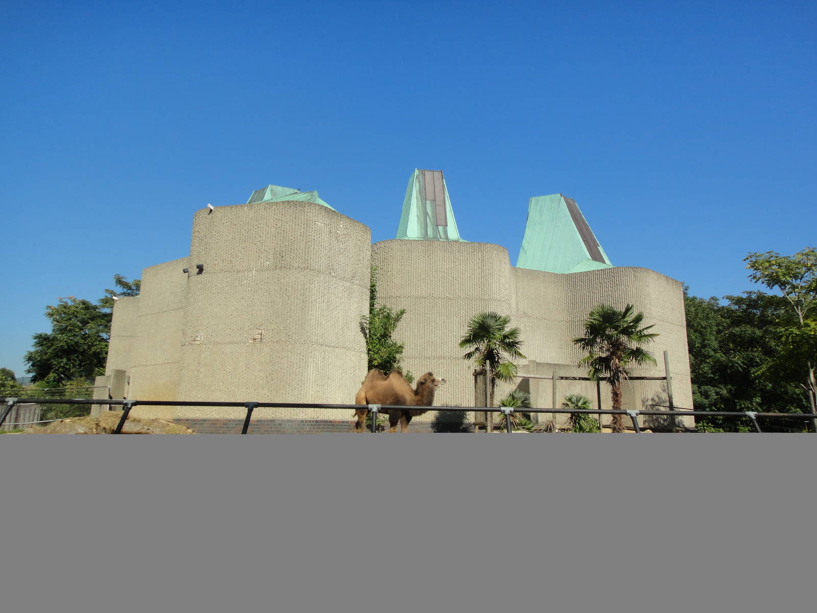 Bactrian Camel Exhibit at London Zoo