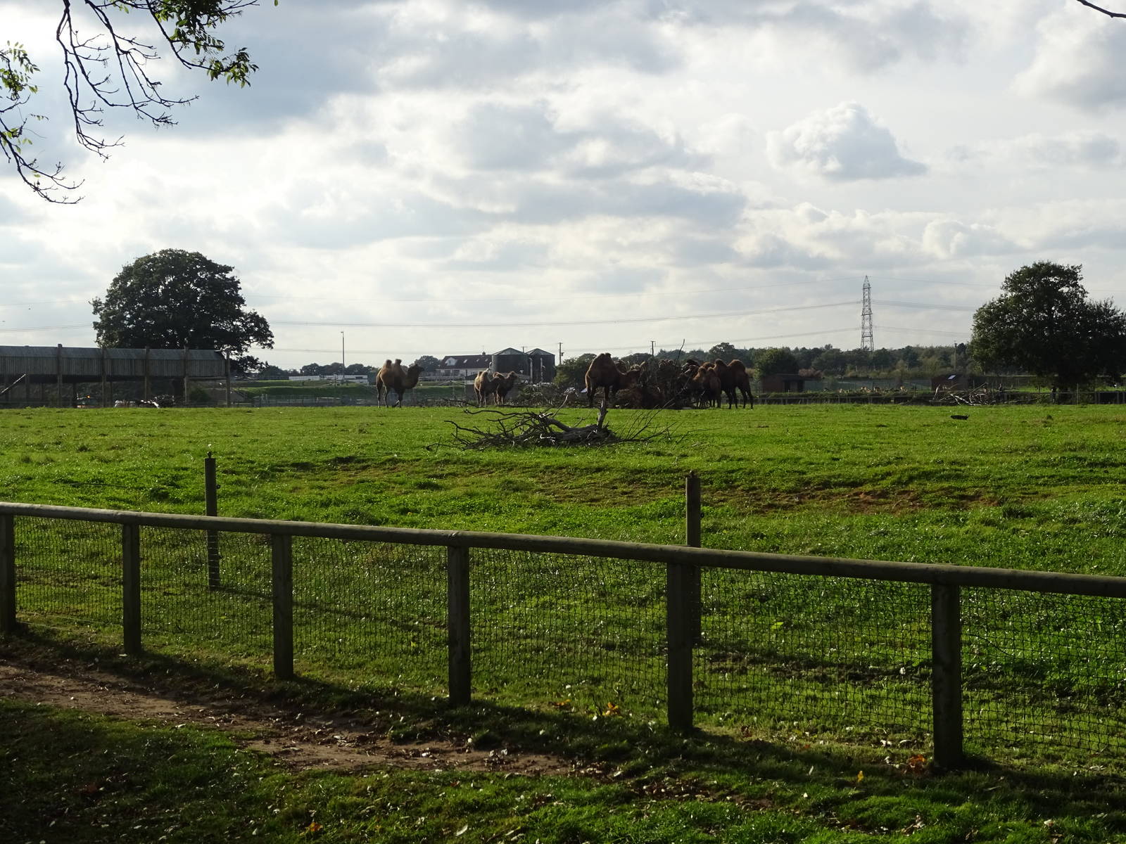 Bactrian Camel Exhibit at Yorkshire Wildlife Park