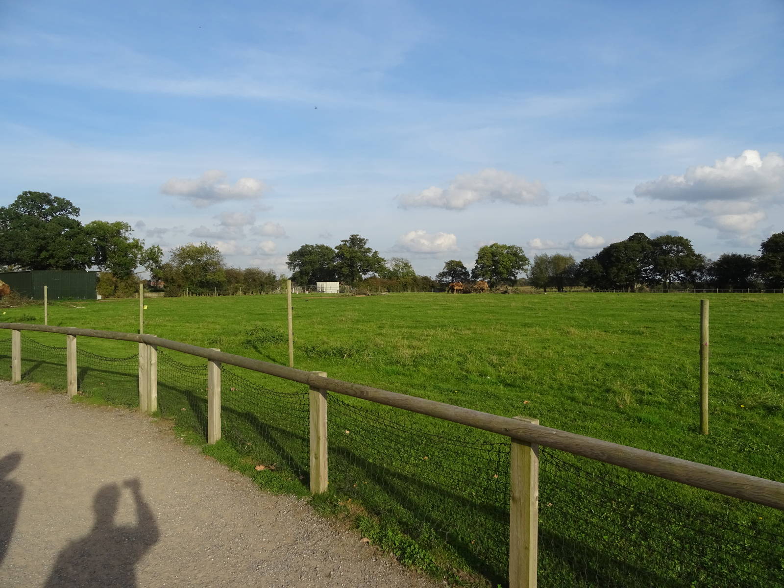 Bactrian Camel Exhibit at Yorkshire Wildlife Park