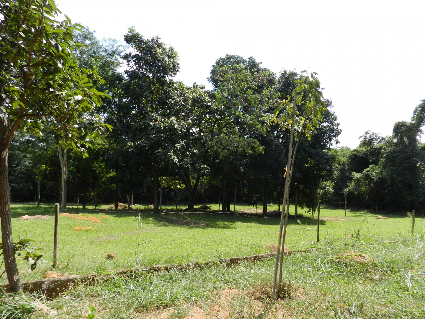 Bactrian camel exhibit - Belo Horizonte zoo