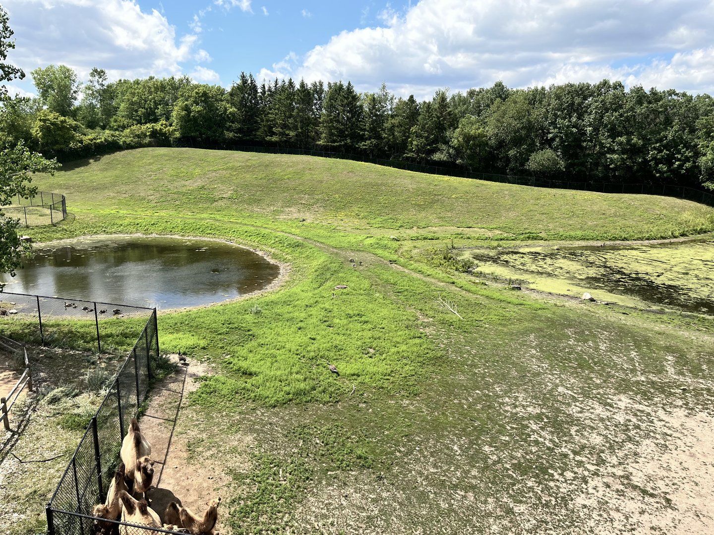Bactrian Camel Exhibit from the Treetop Trail