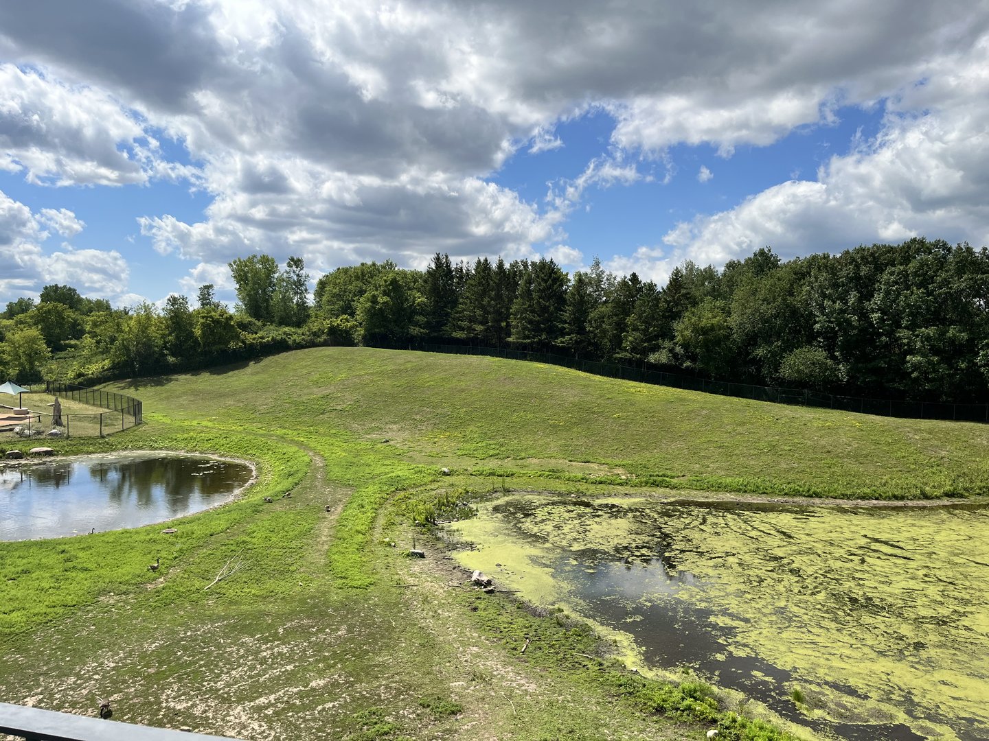Bactrian Camel Exhibit from the Treetops Trail