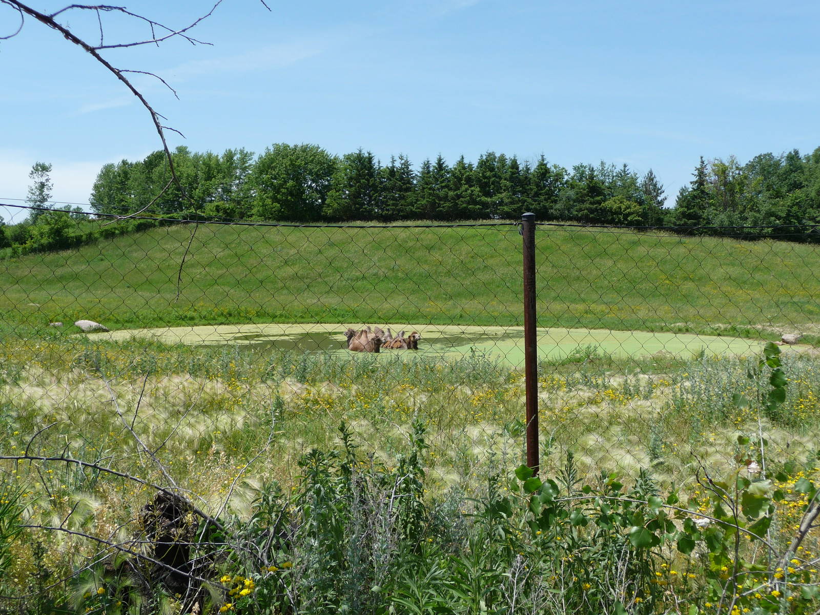 Bactrian Camel Exhibit - Minnesota Zoo