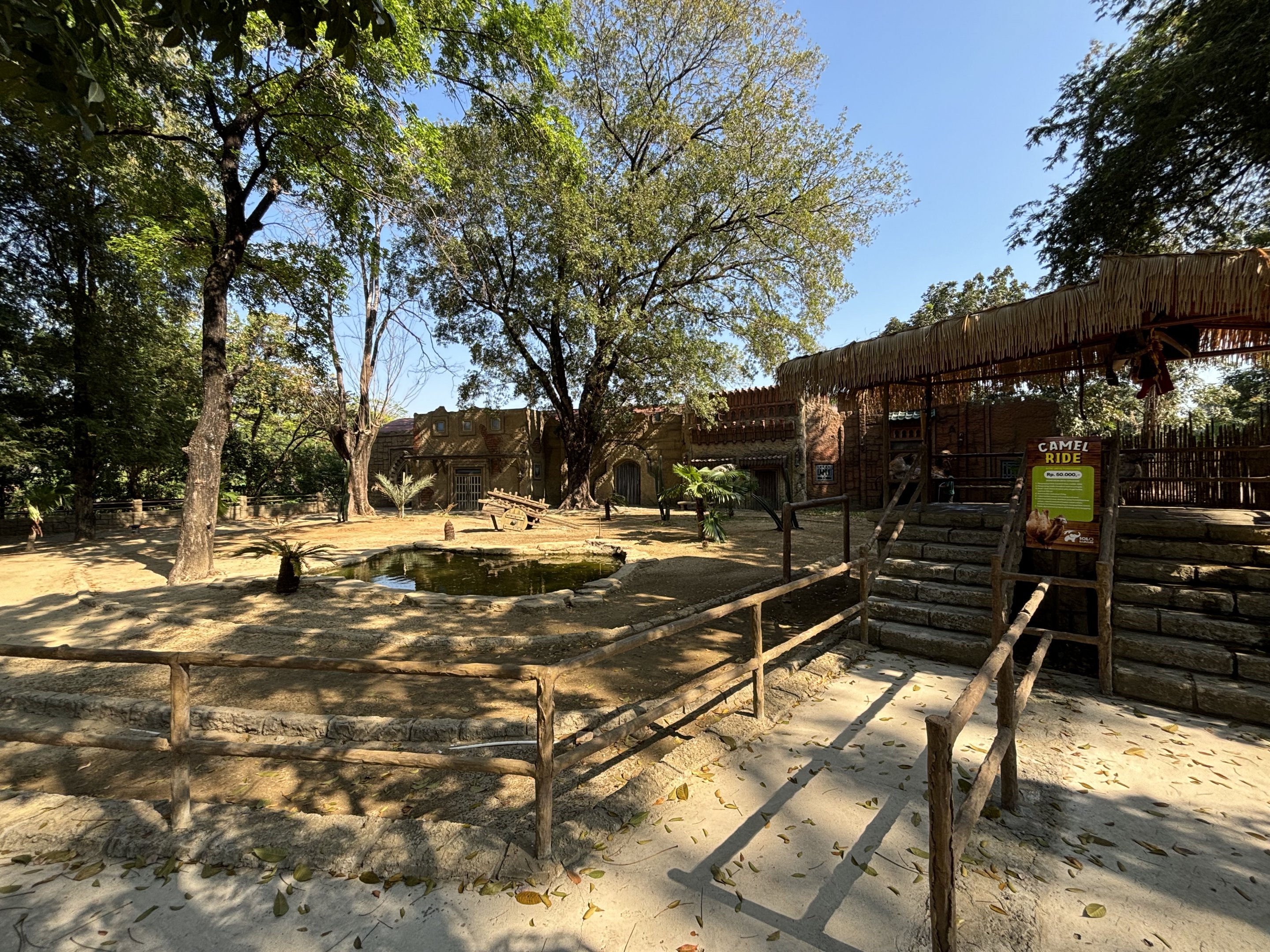 Bactrian Camel Exhibit - Solo Safari