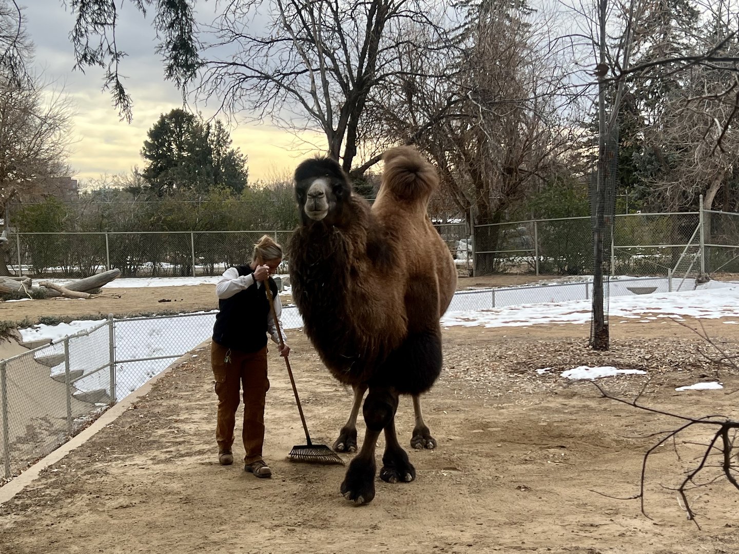 Bactrian Camel Exhibit Upkeep
