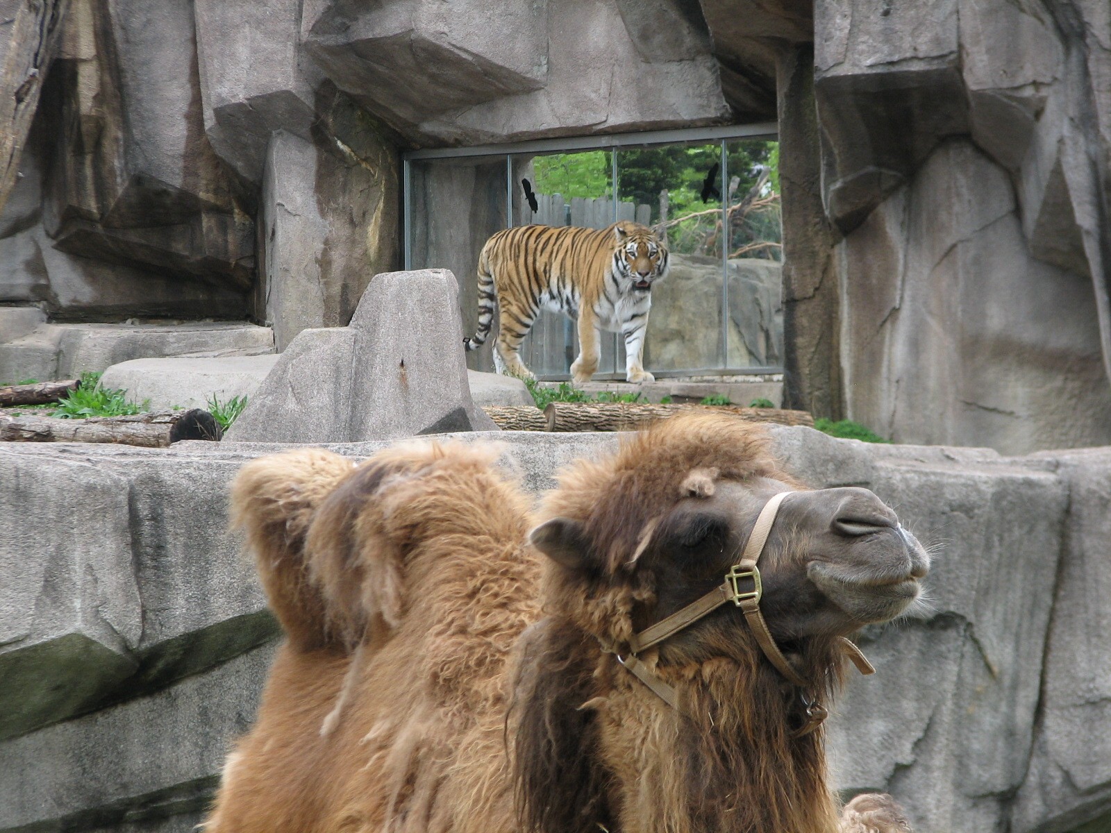 Bactrian Camel Exhibit with Amur Tiger Exhibit in background