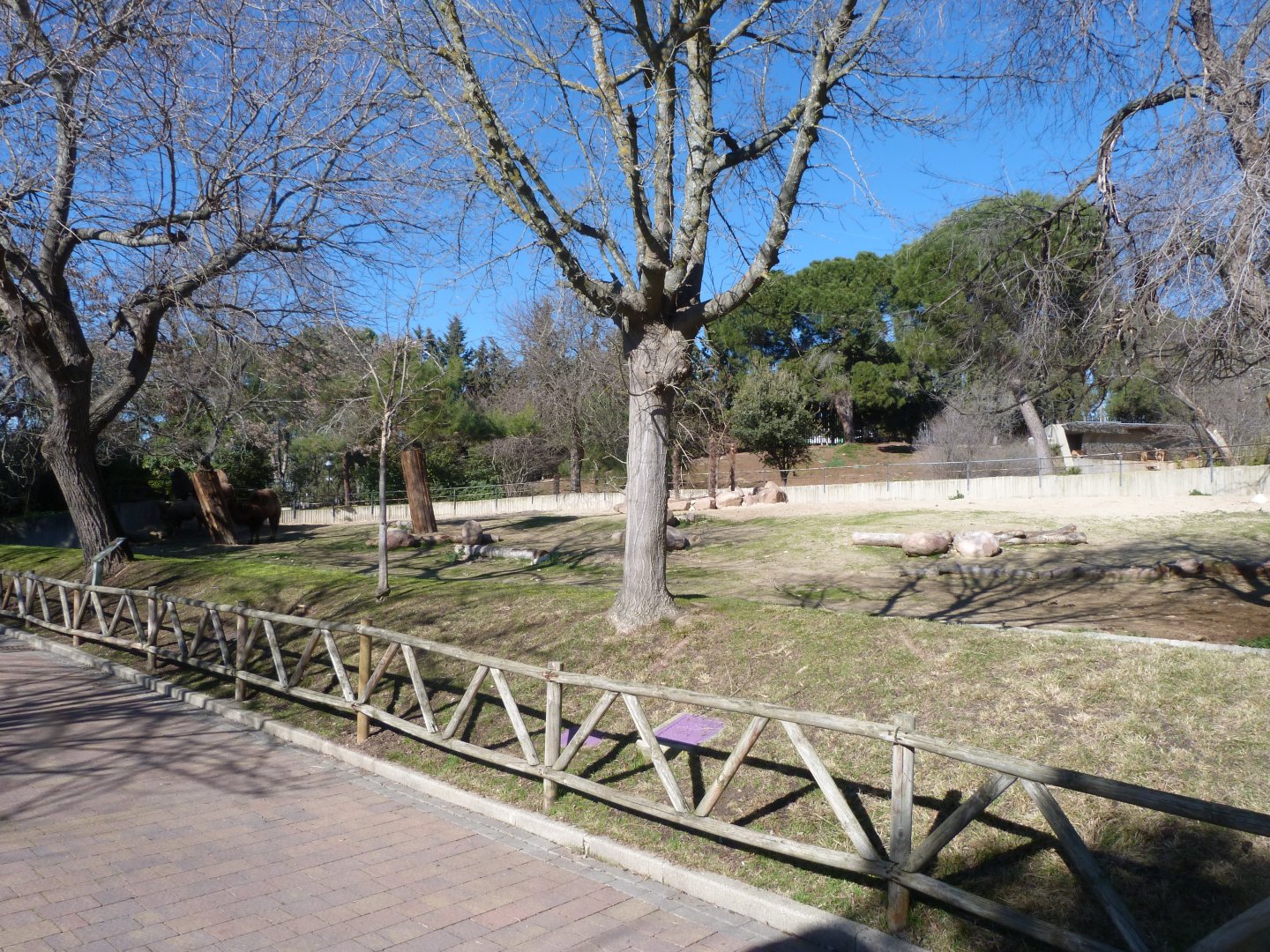 Bactrian camel exhibit -Zoo Aquarium de Madrid (2025)